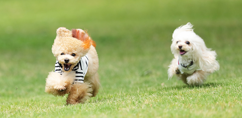 子どもや愛犬のことも考えた庭にしたい